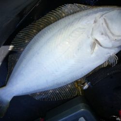 真昼間から釣り友とヒラメコラボｗ